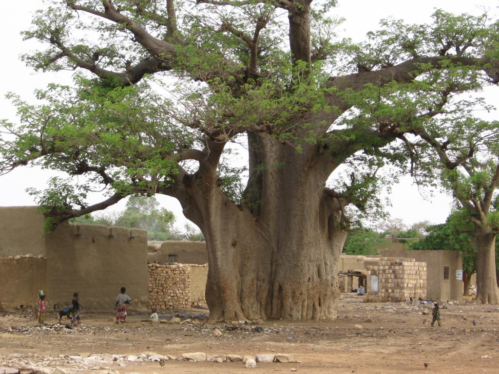 Baobab